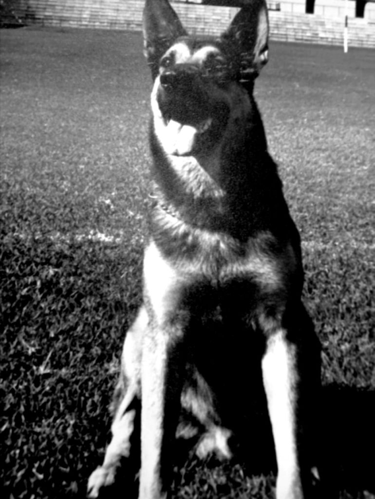 A dog sitting on grass

AI-generated content may be incorrect.