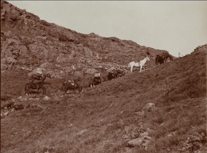 A group of horses on a mountain

AI-generated content may be incorrect.