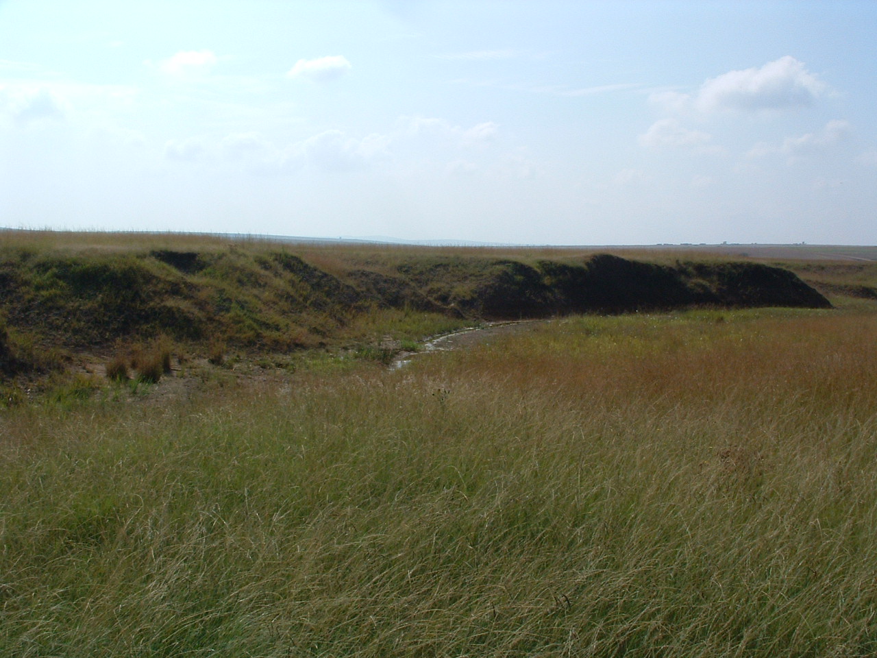 Long shot of a grassy field

AI-generated content may be incorrect.