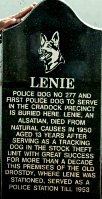 Nongqai Vol 17 No 10 – (46) 46 The story of Lenie the Cradock Police Tracker Dog